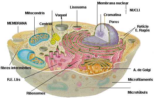 estructura cel·lular
