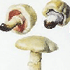 Els bolets