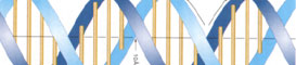 Càlculs matemàtics i música amb ADN