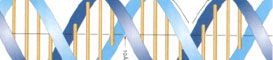 Càlculs matemàtics i música amb ADN Càlculs matemàtics i música amb ADN