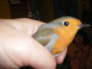 ocell2