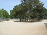 patiprimaria