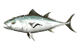 gifatun