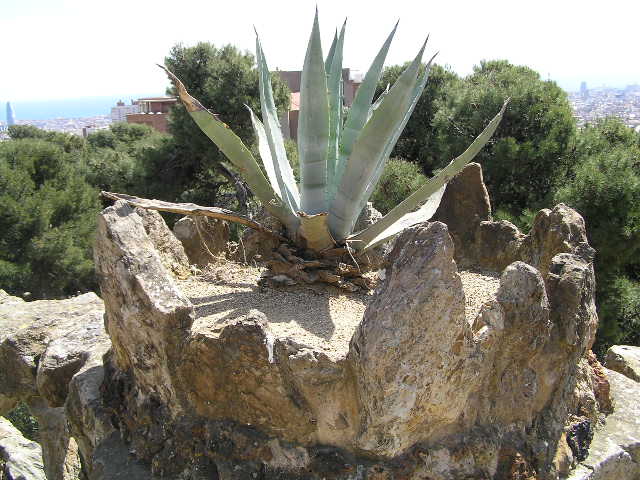 Fotografia d'un cactus del Parc Güell