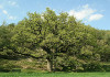 roure