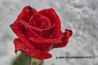 flor
