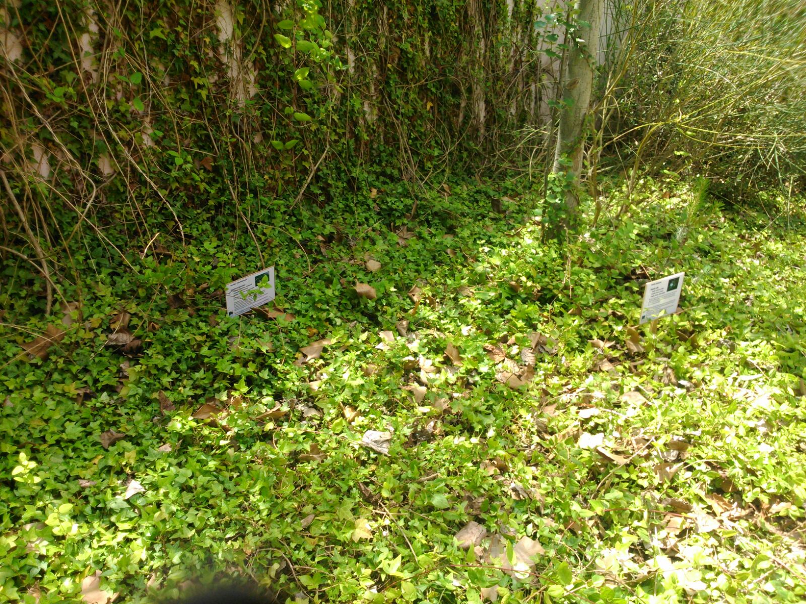 plantes