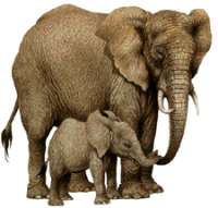 Un elefant amb una cria