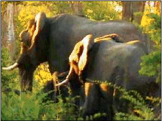 Un parell d'elefants