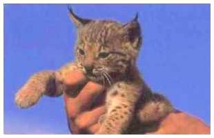 Una cria de linx