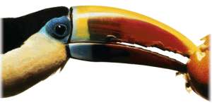 Un tucan menjant-se una fruita