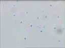 mbucal_13x40.jpg