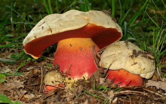 004-001--20-ko-Boletus-sata.jpg