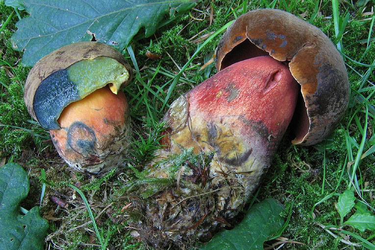 Boletus_erythropus2.jpg