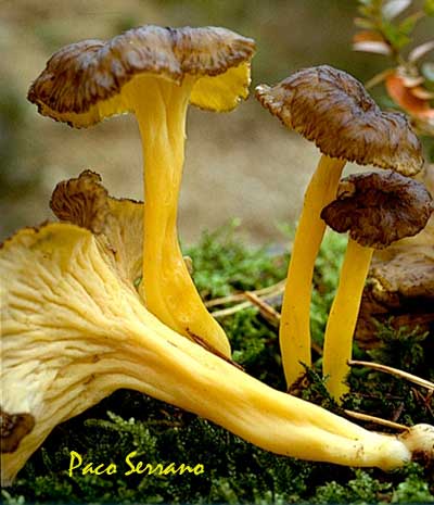 Cantharellus-lutescens-w.jpg
