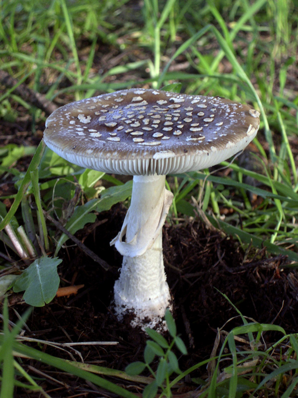 amanita_pantherina.jpg