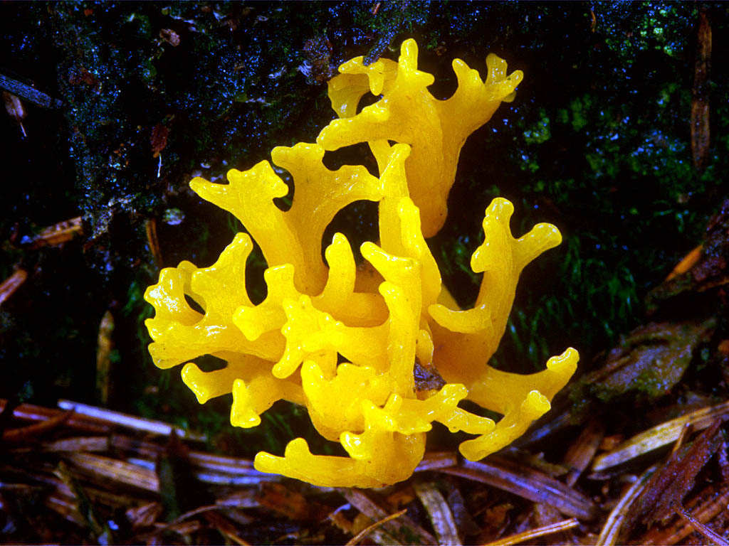 Calocera_viscosa(mgw-02).jpg