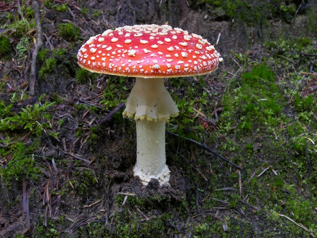 amanita-muscaria-00071.jpg