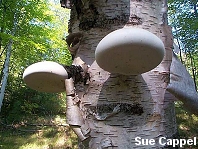 cappel_piptoporus_betulinus_thumb.jpg
