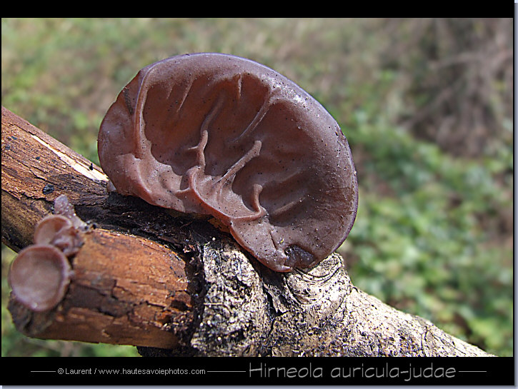hirneola_auricula_judae.jpg