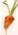 carrot.jpg