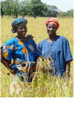 women farming rice in mali.png
