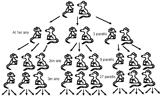 Reproducci� dels ratolins