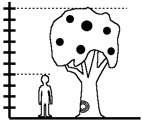 Quina és l'alçada de l'arbre?
