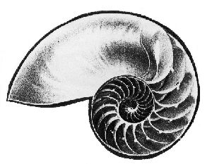 Nautilus