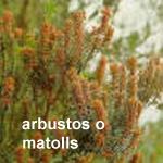 arbustos arbustos