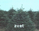 avet avet