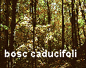 bosc caducifoli bosc caducifoli