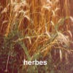 herbes