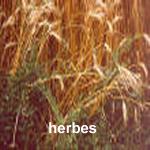 herbes herbes