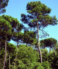 bosc mediterrani