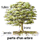 parts d'un arbre