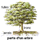 parts d'un arbre parts d'un arbre
