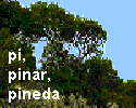 pineda pineda