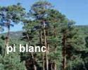 pi blanc pi blanc