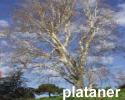 plataner plataner