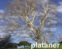 plataner