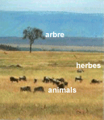 arbre, herbes, animals