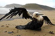 Marea negra Marea negra