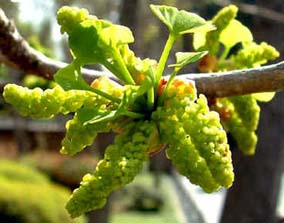 flor del ginkgo