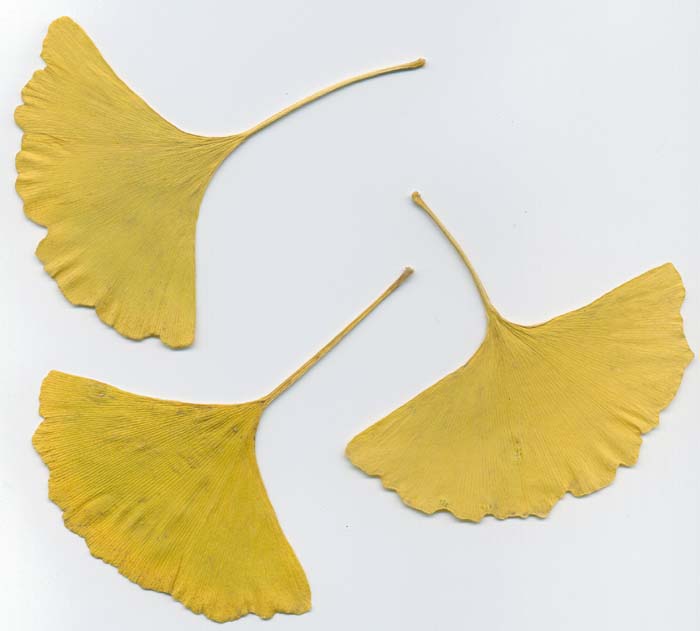 fulles del ginkgo