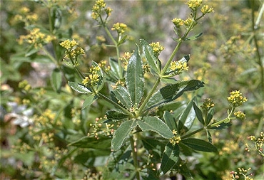 rogeta.jpg (91144 bytes)