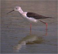 Cames-llargues (Himantopus himantopus)