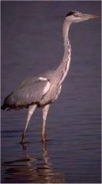 Bernat Pesacire (Ardea cinerea)