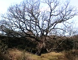 Vista general del roure. Fixeu-vos en les proporcions de la persona situada a peu de soca