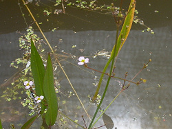 Plantes aquàtiques